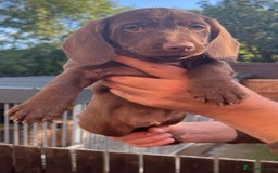 Dachshund dogs for sale: Min dachshund x teckel ( standered dachshund) - Image 6