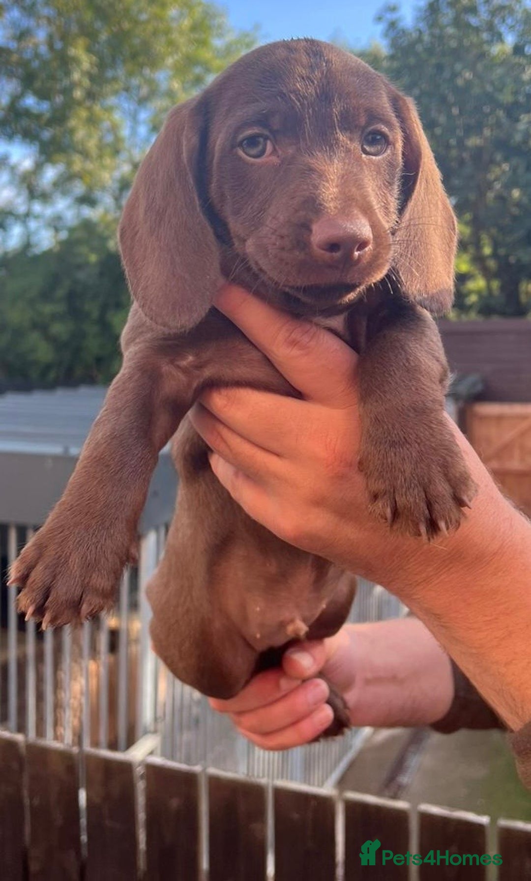 Dachshund dogs for sale: Min dachshund x teckel ( standered dachshund) - Image 6