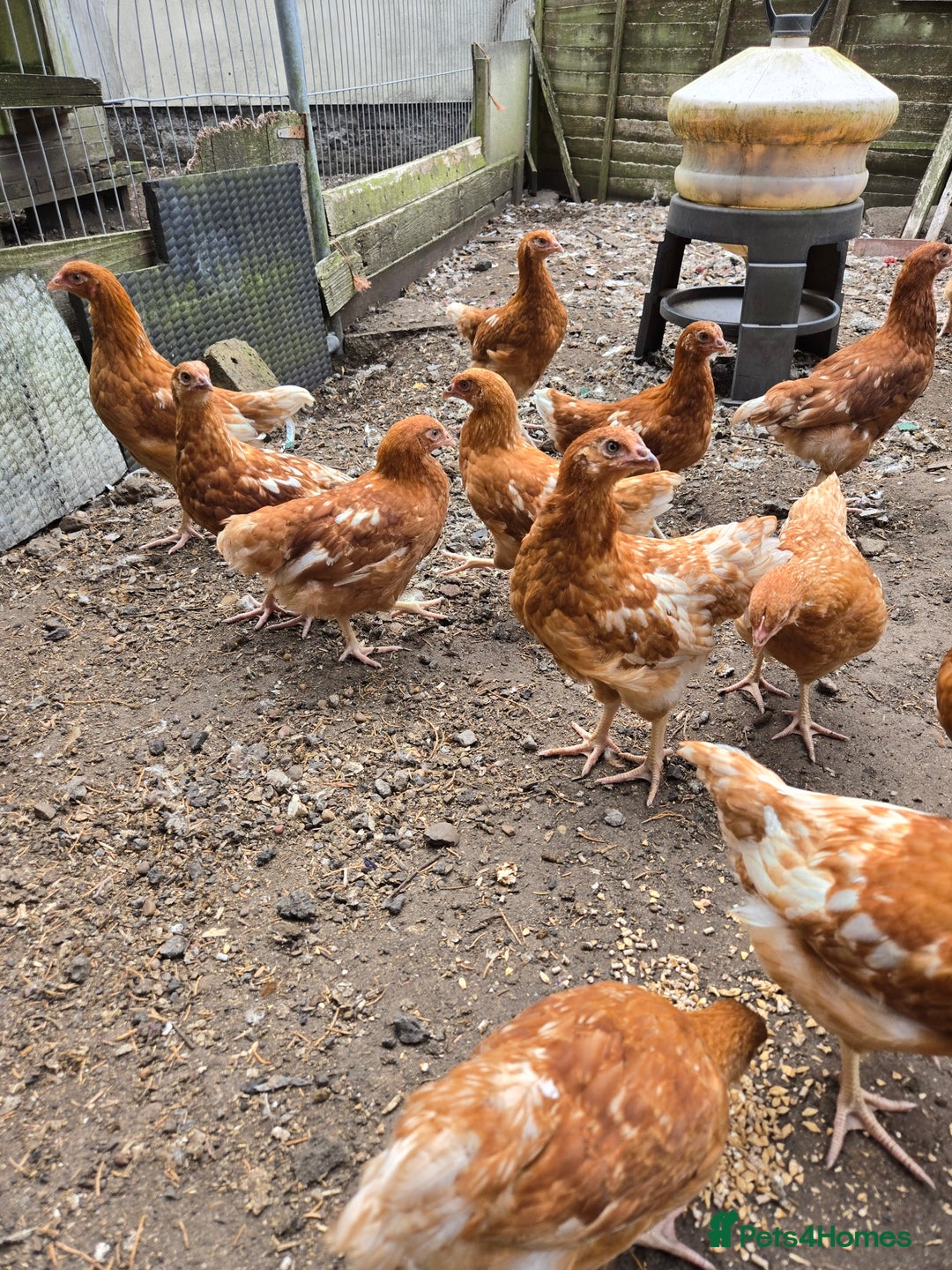 Chickens poultry for sale: Bovan Browns chickens - Image 3