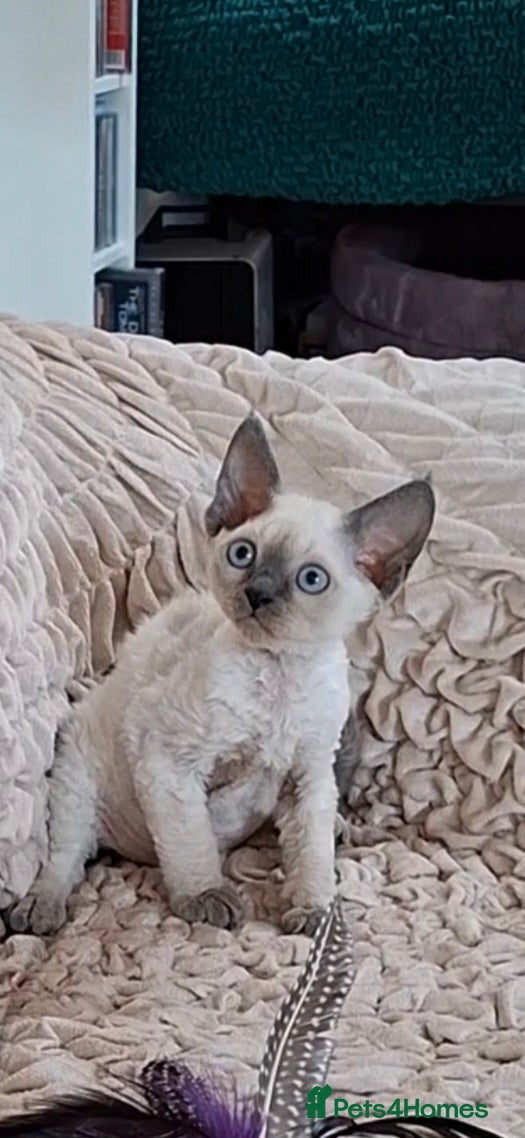 Devon Rex cats for sale: Last giirl -FIFE registered - Advert 3