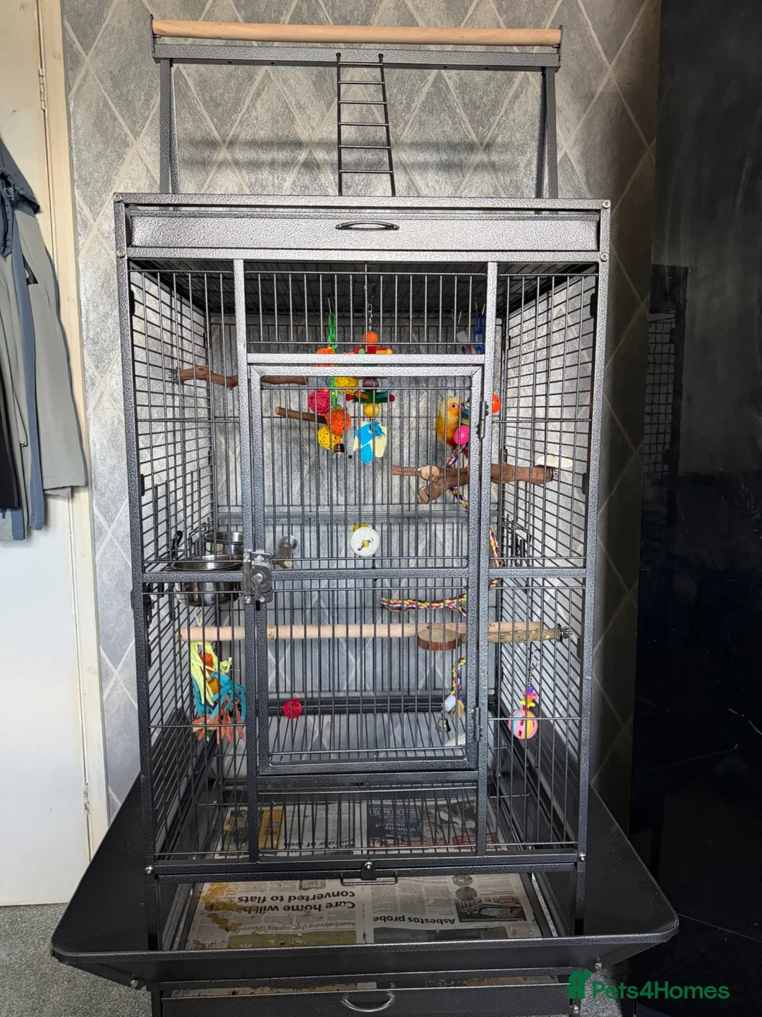 Conures birds for sale: Suncheek conure in Cradley Heath - Advert 2