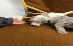 Jackapoo dogs for sale: Beautiful Jackapoo Puppies, READY NOW - Image 10