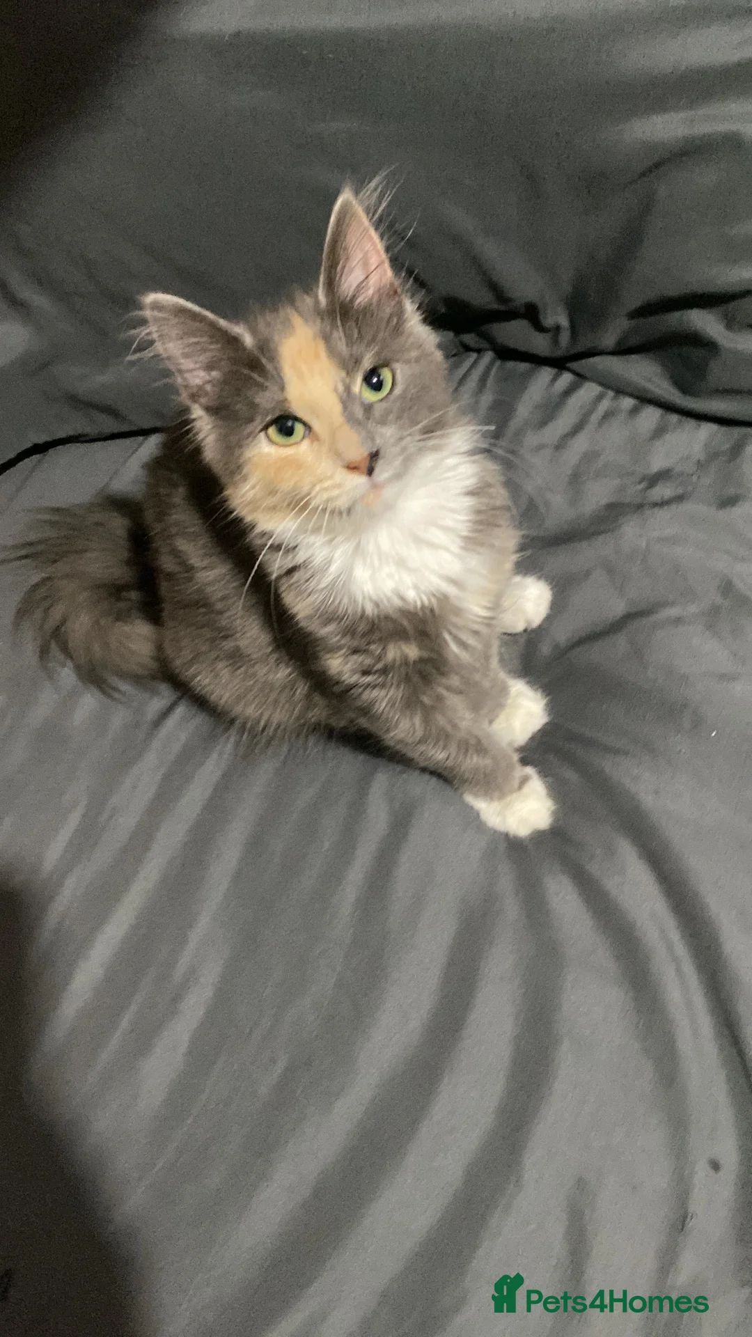 Persian cats for sale: Two beautiful Persian x - Advert 11