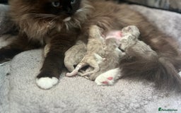Ragdoll cats for sale: 🐾 Beautiful Mink Ragdoll Kittens 🐾 - Image 4