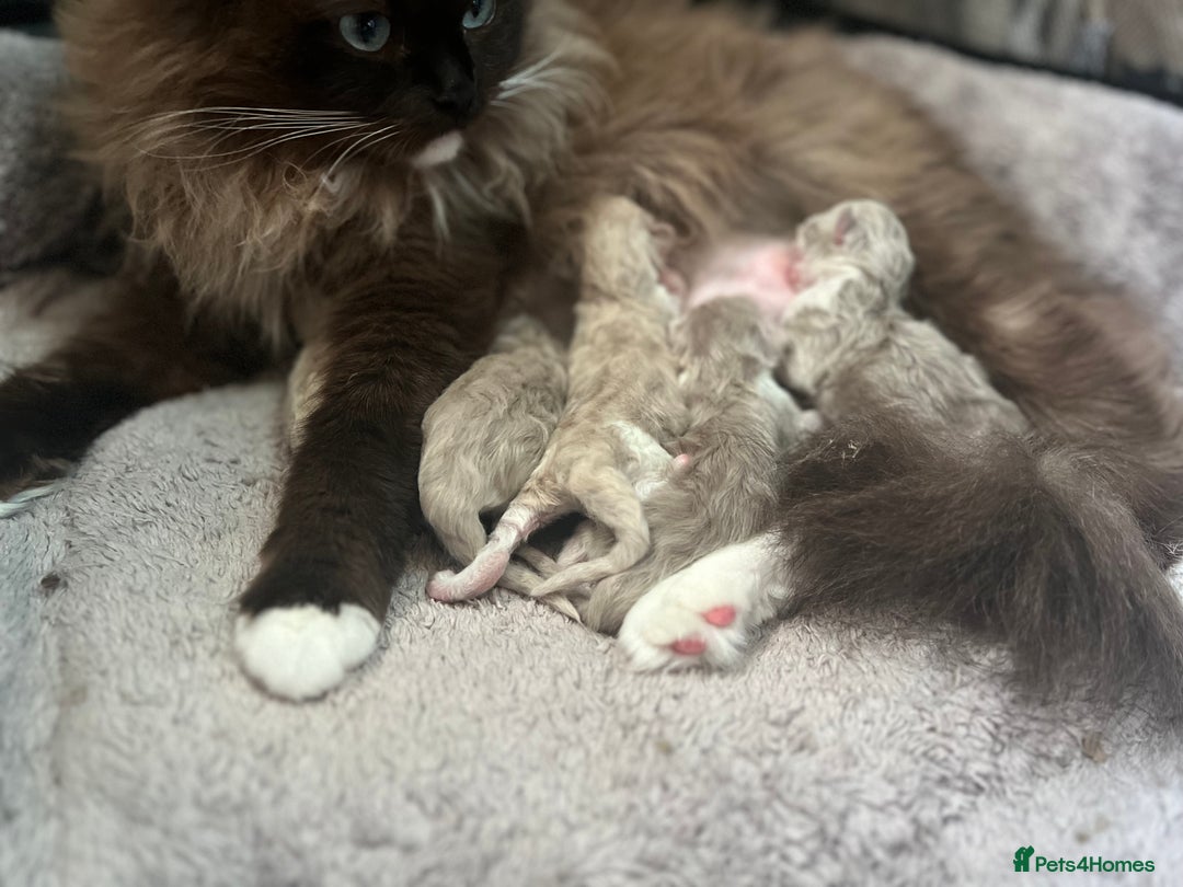 Ragdoll cats for sale: 🐾 Beautiful Mink Ragdoll Kittens 🐾 - Image 4