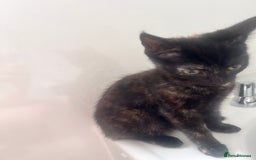 Mixed Breed cats for sale: 5 beautiful kittens ready for a new loving home  - Image 27