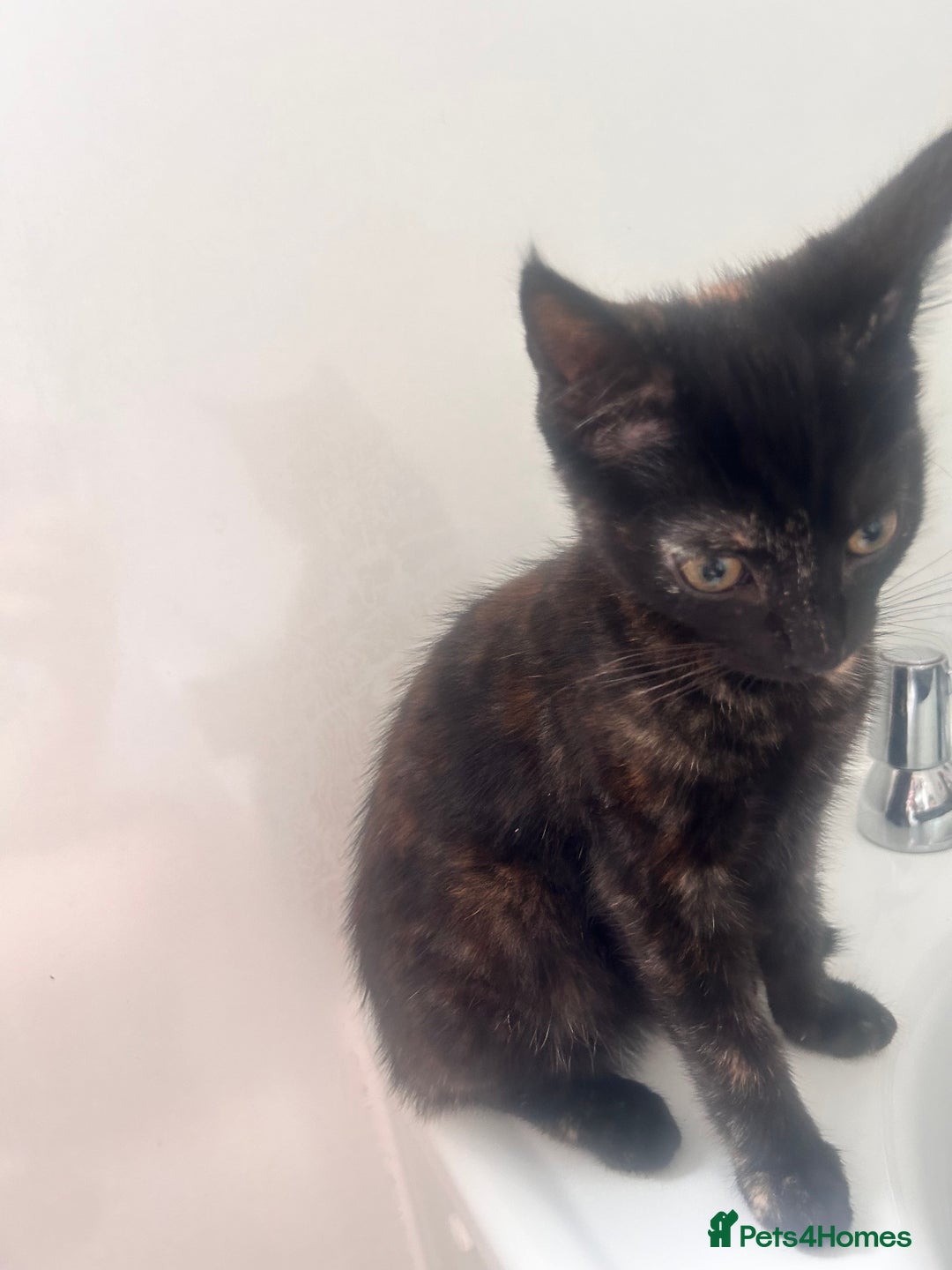 Mixed Breed cats for sale: 5 beautiful kittens ready for a new loving home  - Image 27