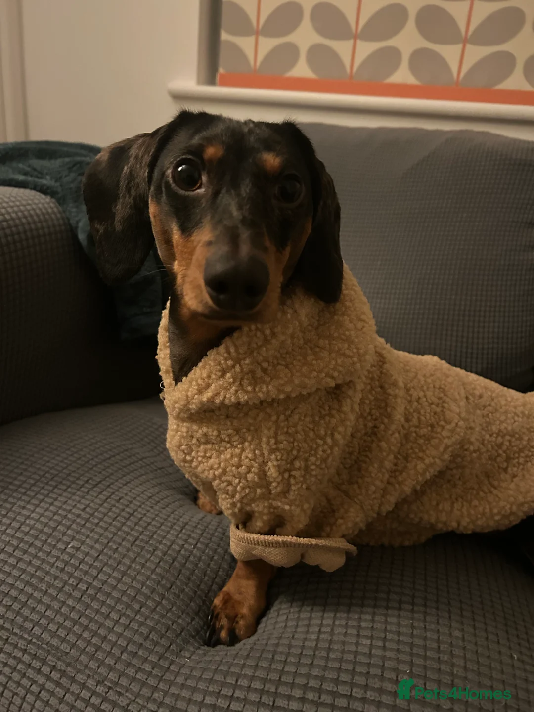 Miniature Dachshund dogs for stud: Miniature dapple dachshund  - Advert 4