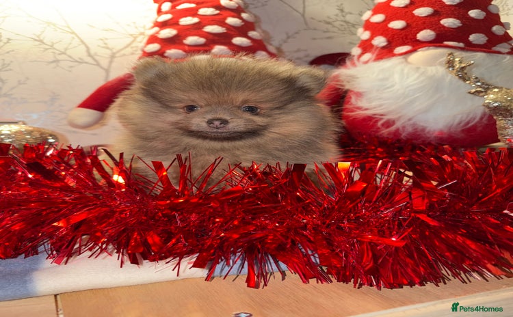 Pomeranian dogs 🧸⭐️. 2 EXTRA SPECIAL POMERANIAN BEARS ⭐️🧸 - Advert 1