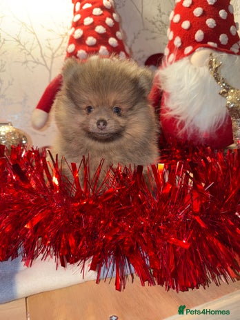 Pomeranian dogs 🧸⭐️. 2 EXTRA SPECIAL POMERANIAN BEARS ⭐️🧸 - Advert 7