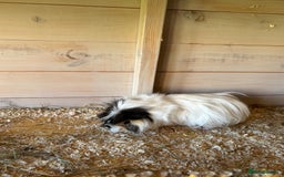 Guinea Pig rodents for sale: 8 week old and 10month old boys - Image 7