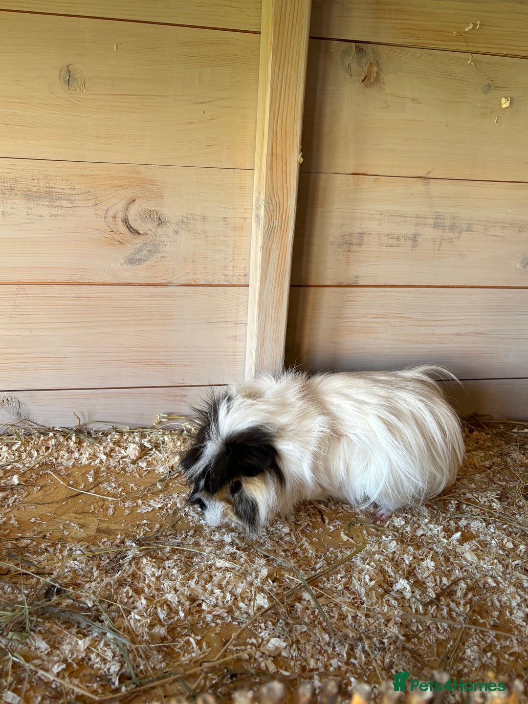 Guinea Pig rodents for sale: 8 week old and 10month old boys - Image 7