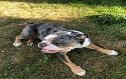 Old Tyme Bulldog dogs for sale: Della - old tyme bulldog  - Image 8