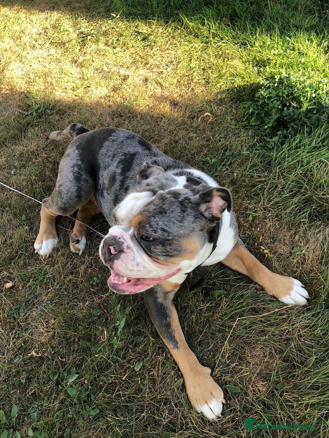 Old Tyme Bulldog dogs for sale: Della - old tyme bulldog  - Image 8