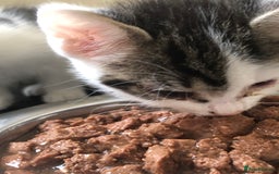 Mixed Breed cats for sale: 6 kittens - Image 5