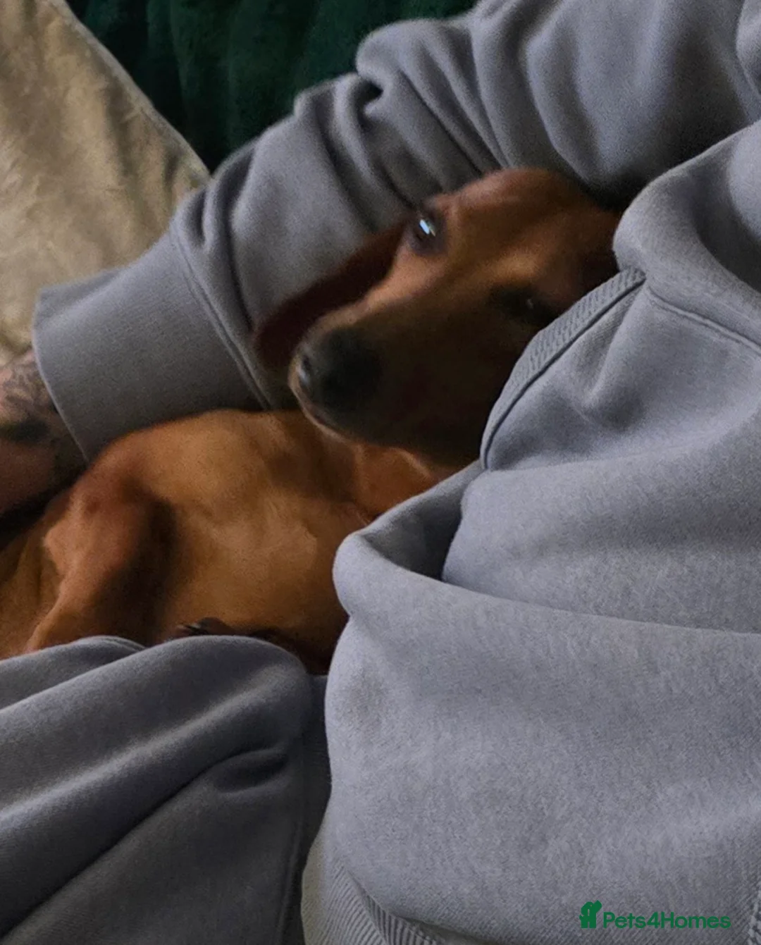 Dachshund dogs for sale: Dachshund  in Pentre - Advert 7