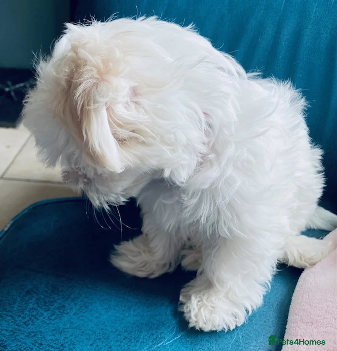 Maltese dogs for sale: MALTESE PUPPY - 1 GIRL - Advert 7
