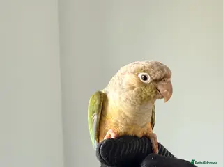 Lovebirds birds BEAUTIFUL PINEAPPLE CONURE BIRD LARGE TRAVEL CAGE - Advert 10