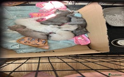 Mixed Breed cats for sale: Beautiful Ragdoll x BSH kittens for sale! - Image 12