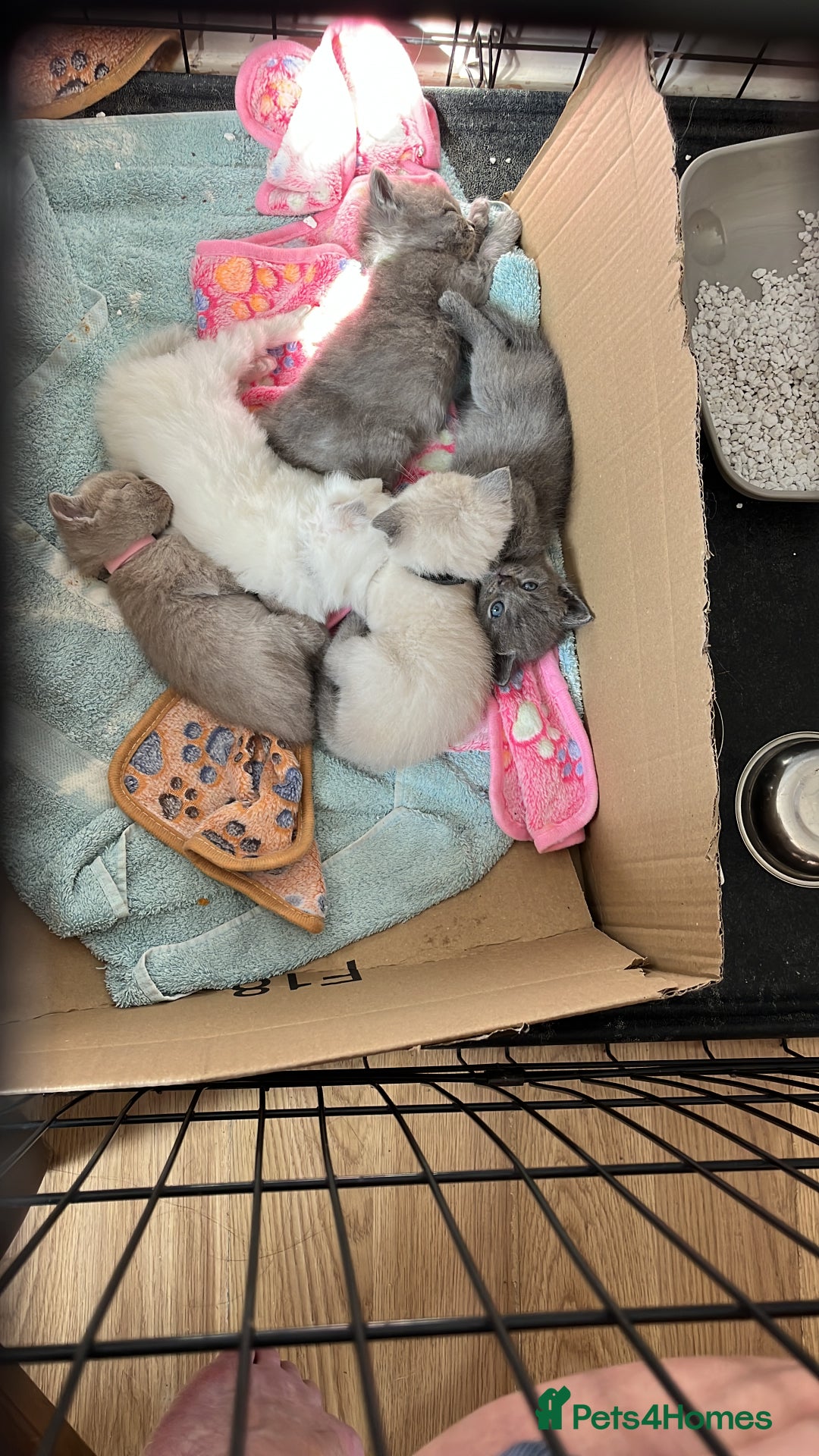 Mixed Breed cats for sale: Beautiful Ragdoll x BSH kittens for sale! - Image 12