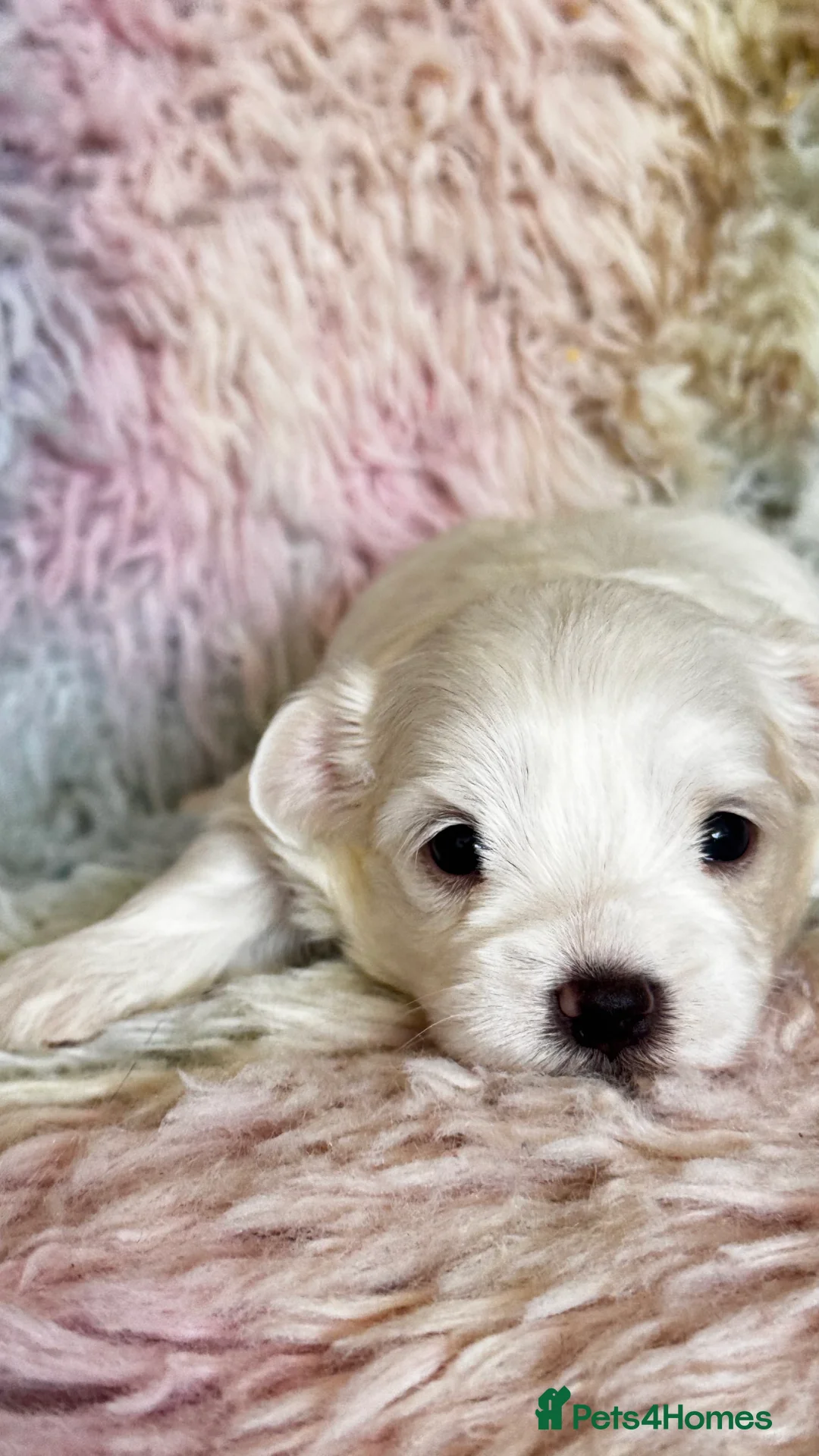 Maltese dogs for sale: Kc registered mini Maltese  - Advert 13