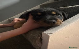 Rottweiler dogs for sale: Rottweiler puppies  - Advert 37