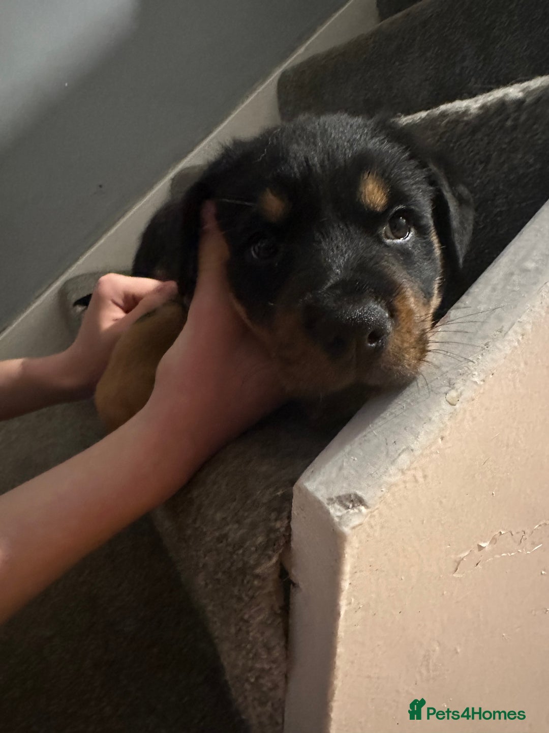 Rottweiler dogs for sale: Rottweiler puppies  - Advert 37