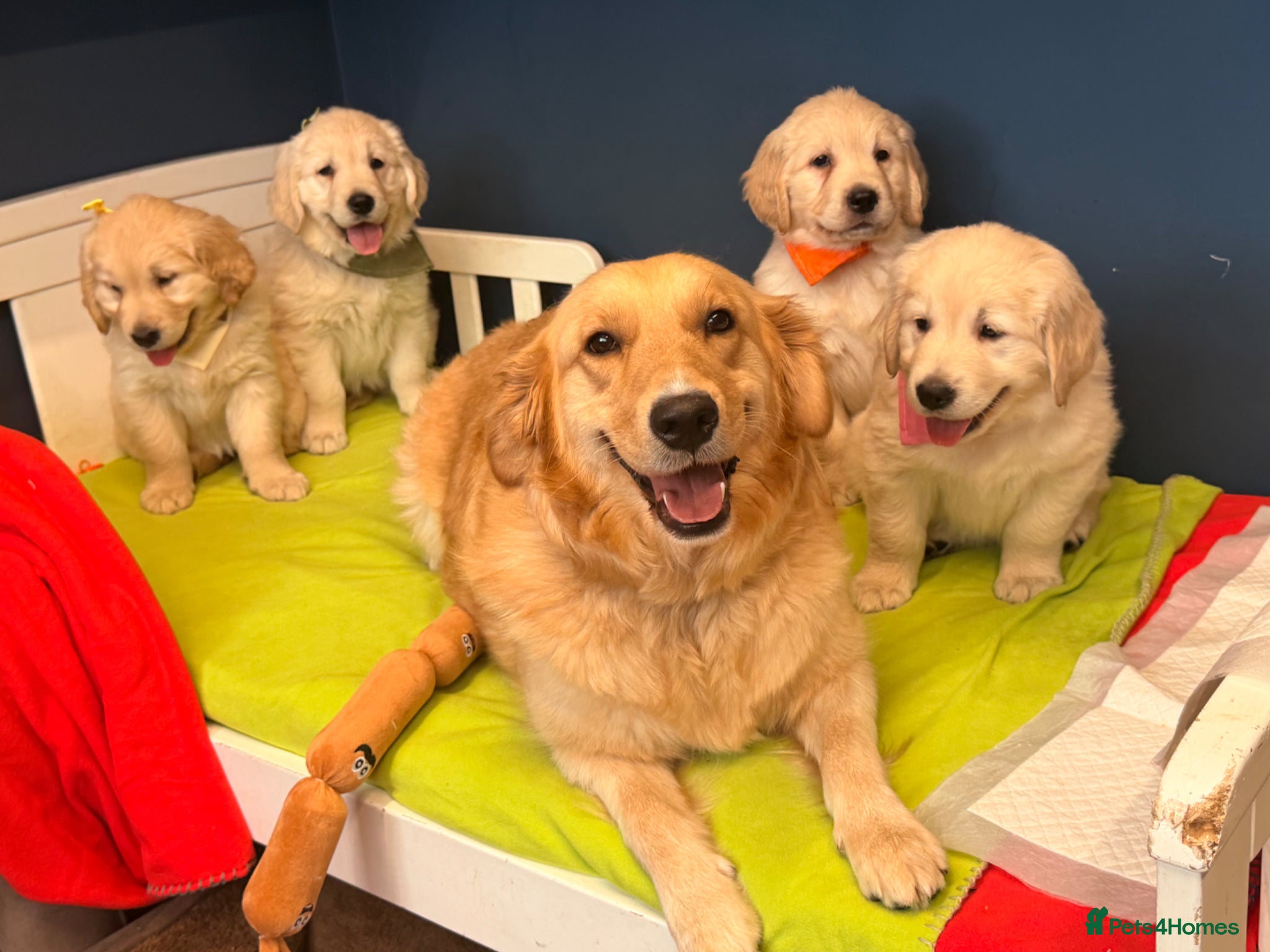 Golden Retriever dogs for sale: 🐶 Gorgeous Chunky type Golden Retriever Puppies🐶 - Advert 26