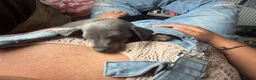 Miniature Dachshund dogs for sale: Blue and tan Mini dachshund pups ready !! 5 left!  in Newport - Advert 9