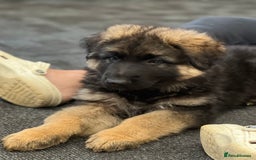 German Shepherd dogs for sale: German shepherd puppies  - Image 12