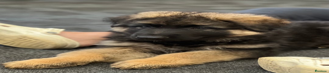 German Shepherd Puppy 1