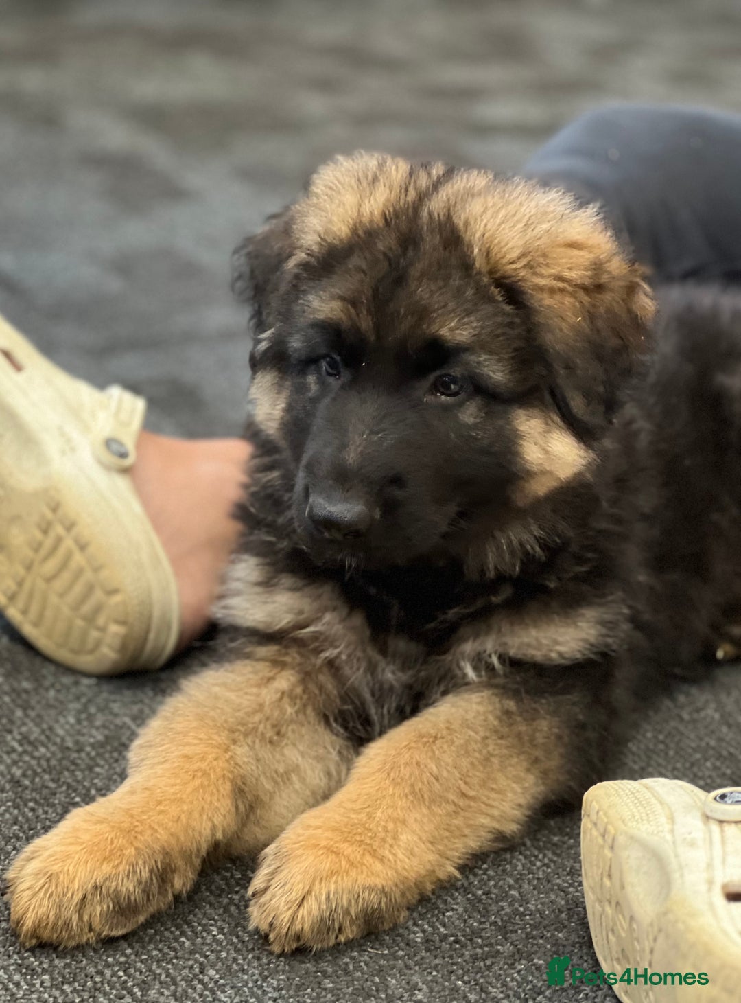 German Shepherd dogs for sale: German shepherd puppies  - Image 12