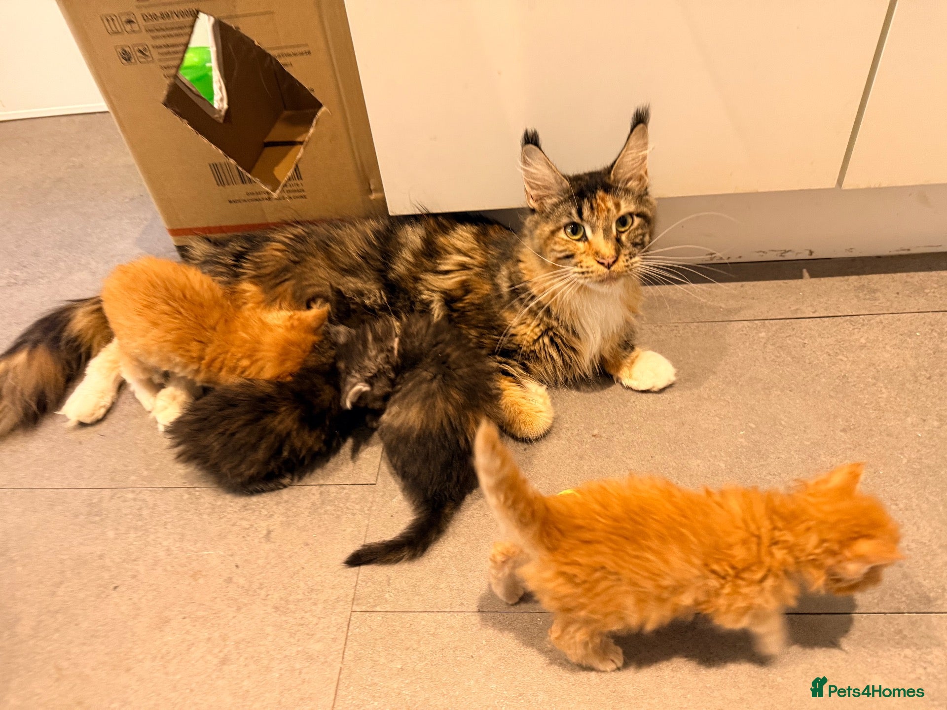 Maine Coon cats 😻Loving & Beautifully Bred Maine Coon Kittens - Advert 1