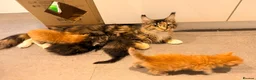 Maine Coon cats for sale: 😻Loving & Beautifully Bred Maine Coon Kittens - Advert 1