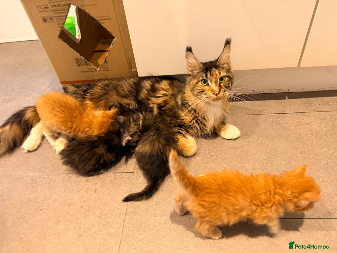 Maine Coon cats for sale: 😻Loving & Beautifully Bred Maine Coon Kittens - Advert 1