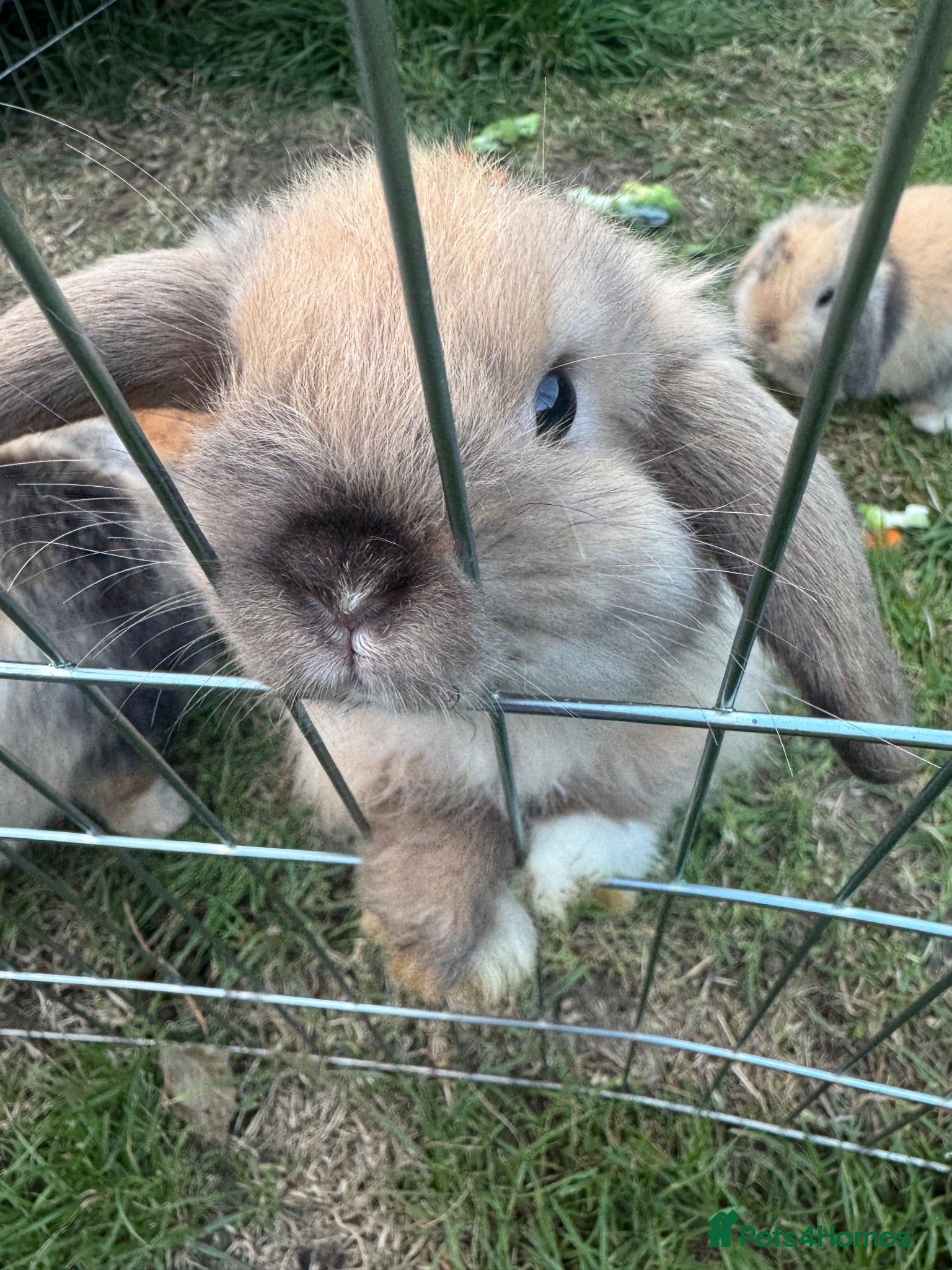 Mini Lop rabbits for sale: Ready to go! Beautiful mini lop rabbit - Advert 1