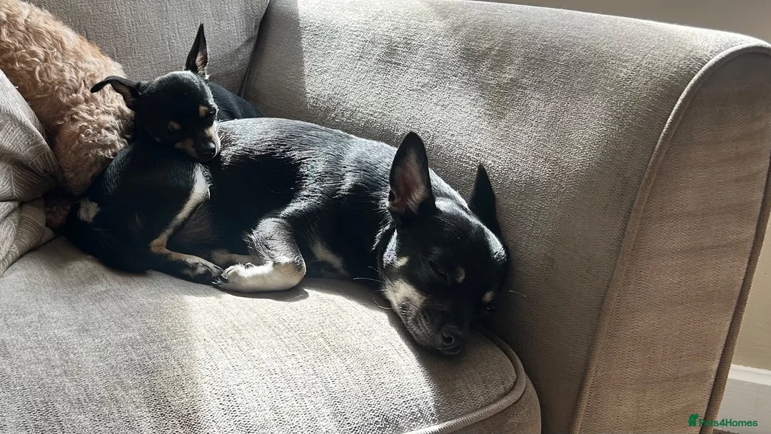 Chihuahua dogs for sale: The most lovable Chihuahua  - Advert 1