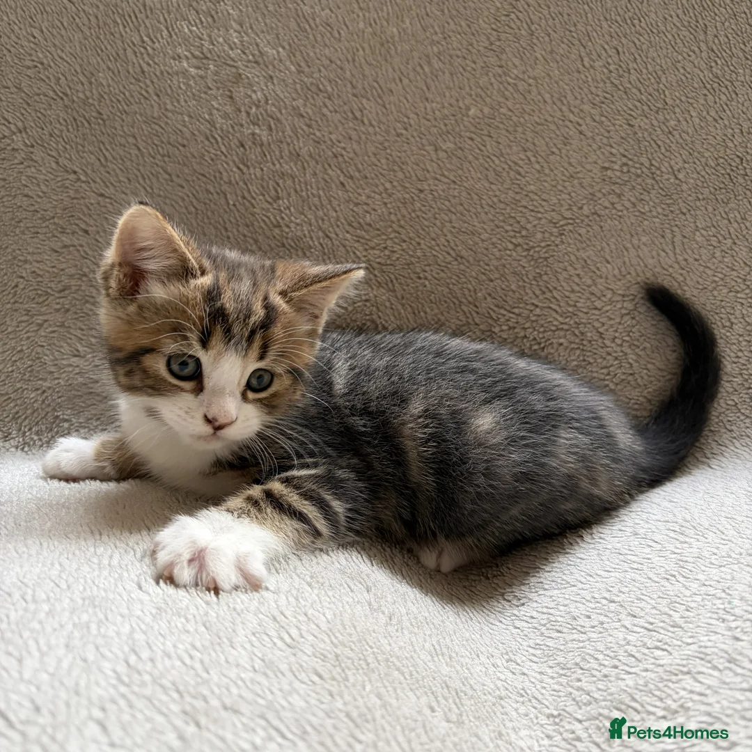 Mixed Breed cats for sale: Adorable Kittens Looking for Their Forever Home - Advert 4