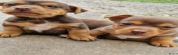 Jack Russell dogs for sale: 3 gorgeous chocolate jack rusell - Advert 4
