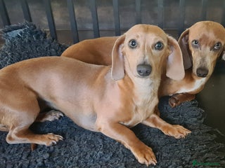 Miniature Dachshund dogs Two beautuful sisters. 1 1/2 years old in Peterborough - Advert 1