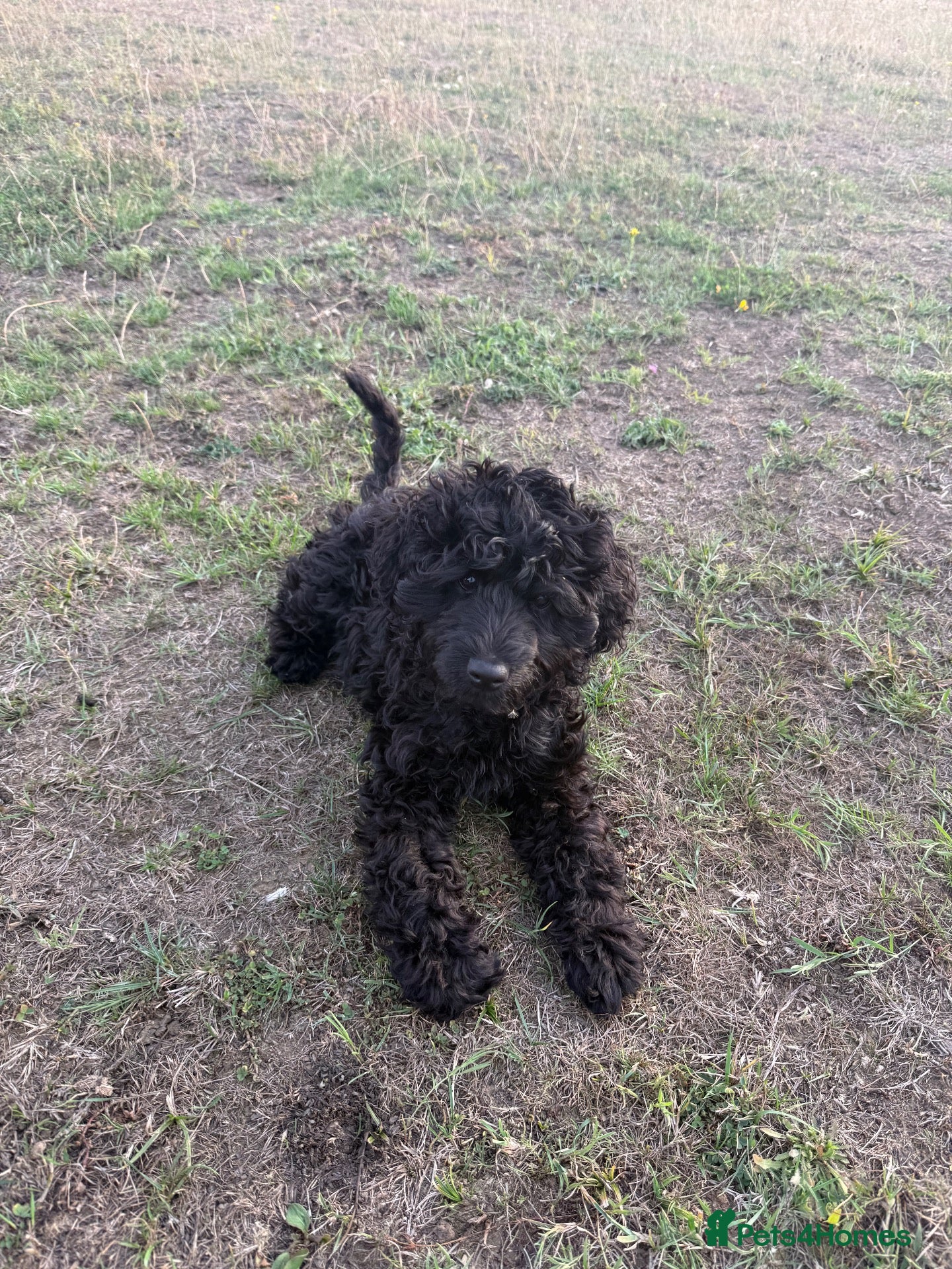 Labradoodle dogs 🐾🐾Advanced trained Therapy/Assistance Puppy🐾🐾 - Advert 2