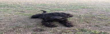 Labradoodle 4