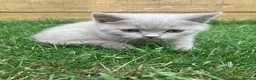 British Shorthair cats for sale: Last boy GCCF 🏆 pedigree British shorthair kitten - Advert 5
