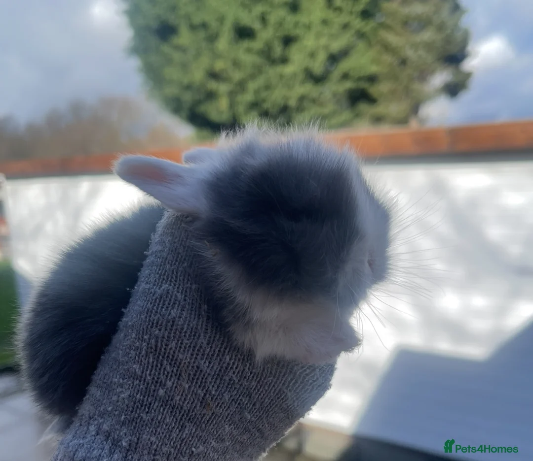 Lionhead rabbits for sale: Baby bunnies ready to reserve  - Advert 4