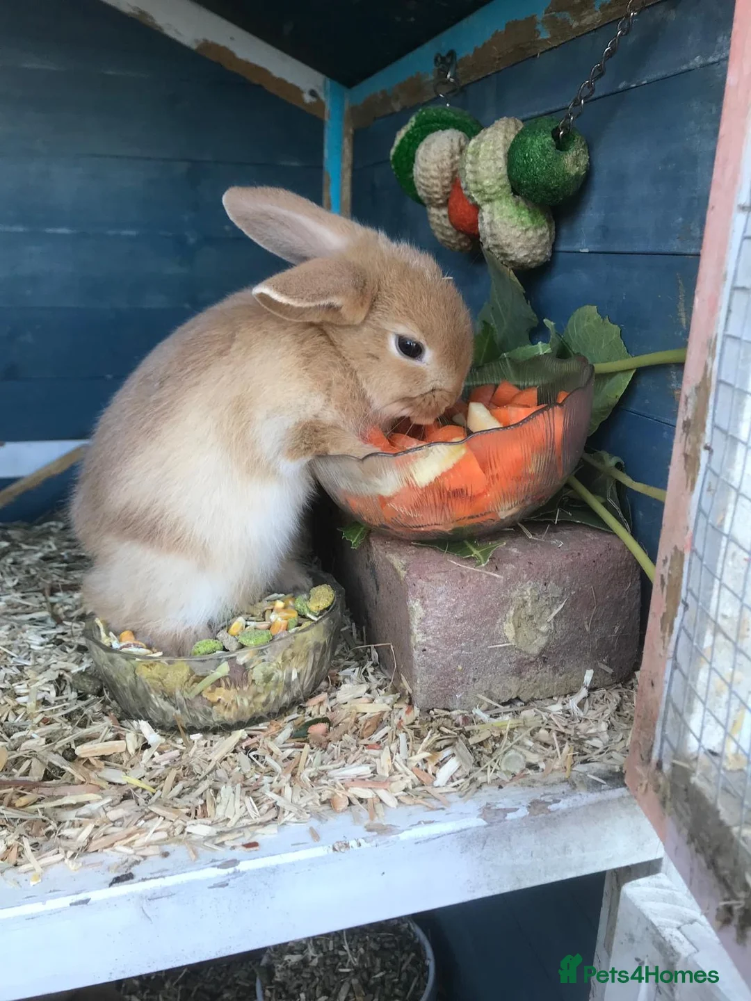 Mixed Breed rabbits for sale: Rabbits for sale!!!  - Advert 6