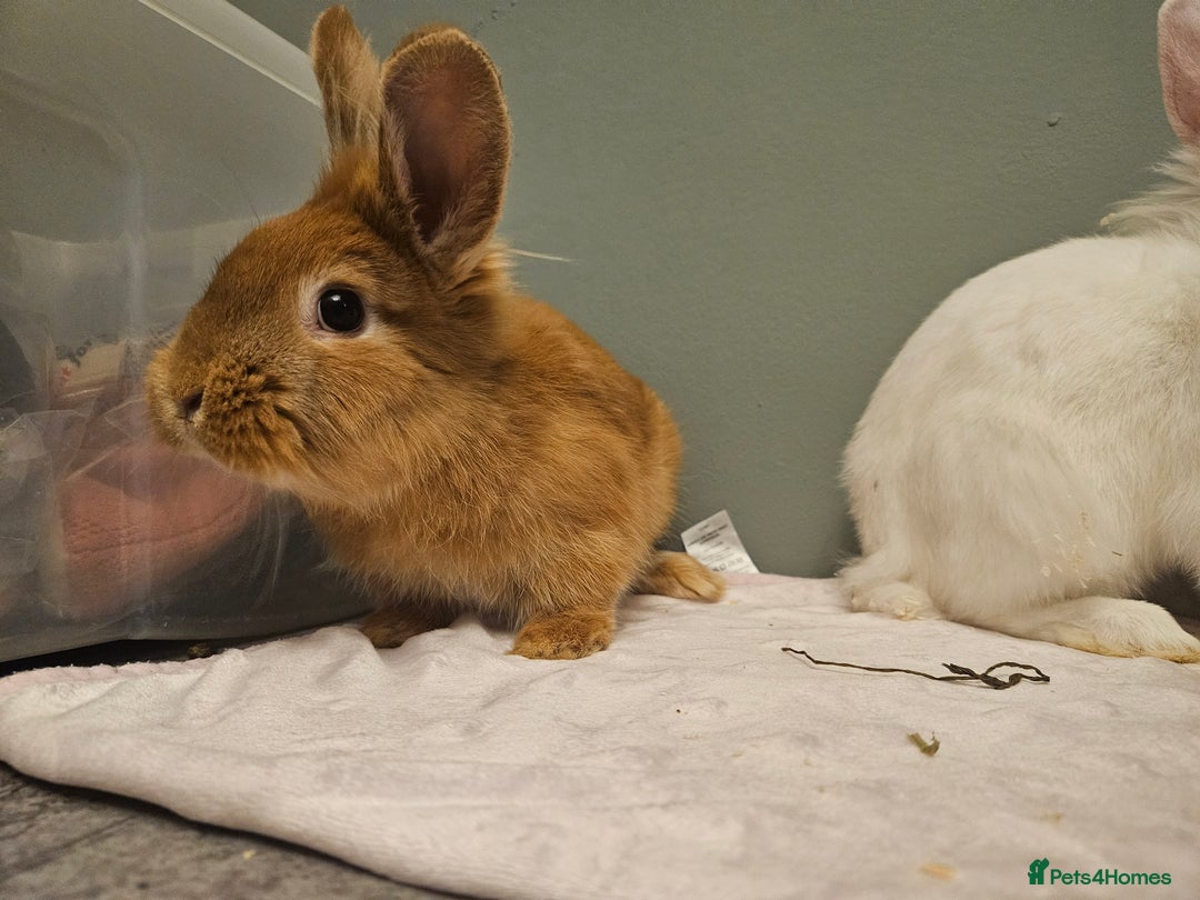 Lionhead rabbits for sale: Lion head x **2 left ready now - Advert 3