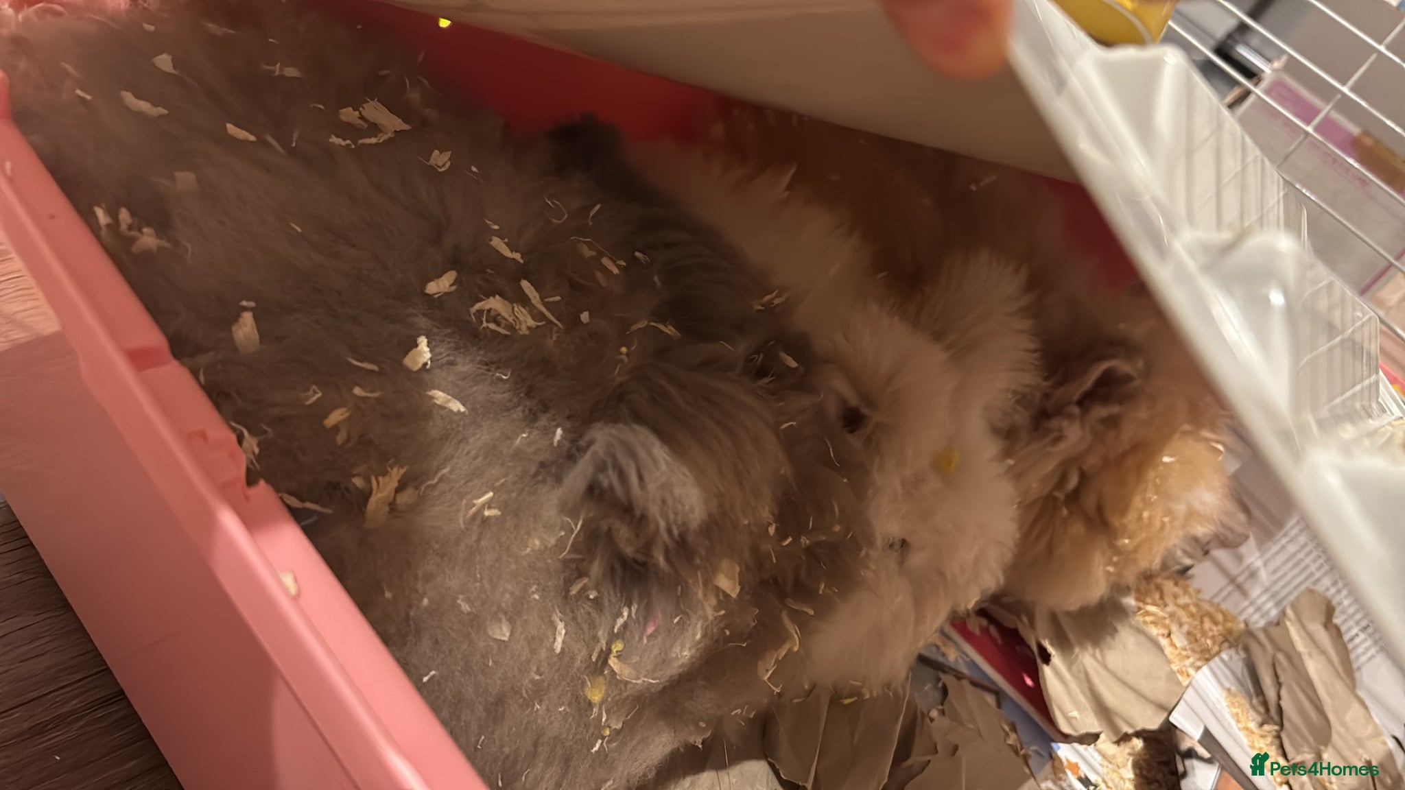 Mixed Breed rabbits 3 Teddydwarf bunnies looking for a new home.  - Advert 3