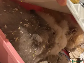 Mixed Breed rabbits 3 Teddydwarf bunnies looking for a new home. - Advert 3