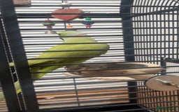 Ringnecks birds for sale: Ringneck for sale - Advert 3