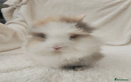 Lionhead rabbits for sale: Mini lion head, double mane, full face in Boston - Image 8